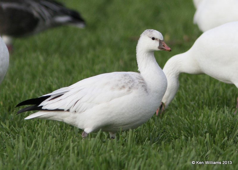 Rosss Goose, white juvenile, Sequoyah NWR, OK, 11-15-13, Jp_0675.jpg