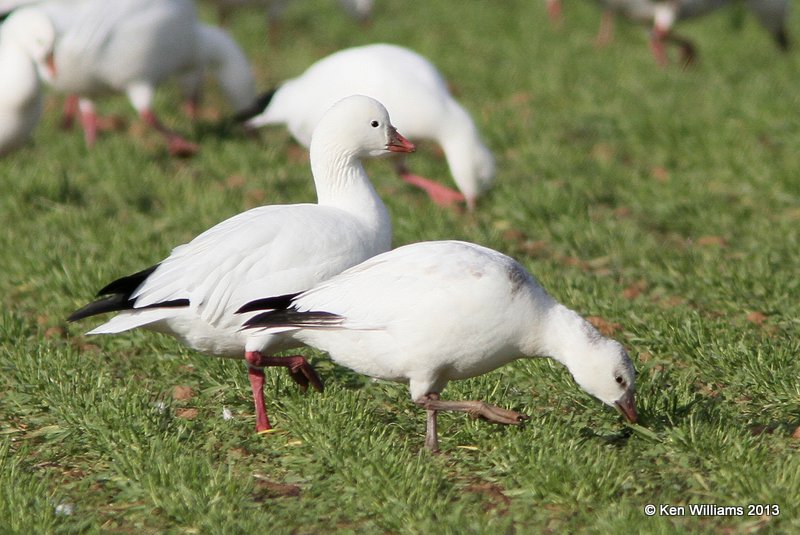 Ross's Goose, white juvenile, Sequoyah NWR, OK, 11-15-13, Jpa_0500.jpg