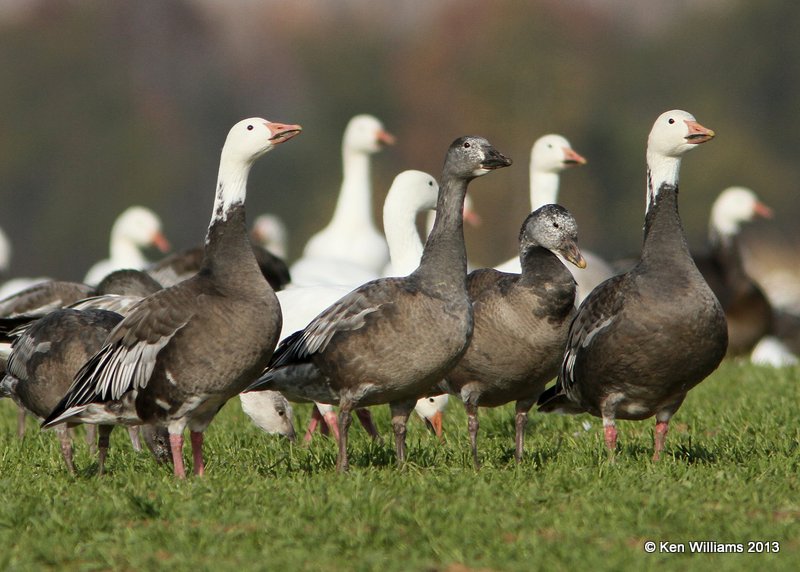 Snow Geese, dark adults & juveniles, Sequoyah NWR, OK, 11-15-13, Jp_0288.jpg