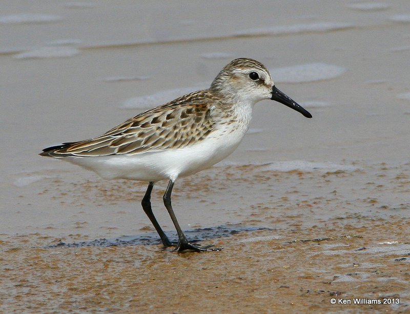 Western Sandpiper, Salt Plains NWR, Alfalfa Co, OK, 9-12-13, Jpa_7563.jpg