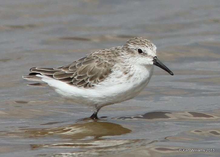 Western Sandpiper, Salt Plains, Alfalfa Co, OK, 9-27-13, Ja3_39291.jpg