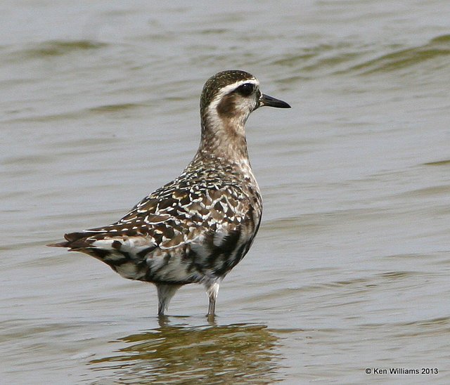 American Golden Plover nonbreedng, Salt Plains NWR, Alfalfa Co, OK, 9-12-13, Jpa_7543.jpg