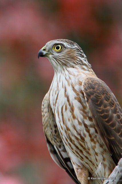 Cooper's Hawk juvenile, Rogers Co yard, OK, 10-29-13, Ja_39647.jpg