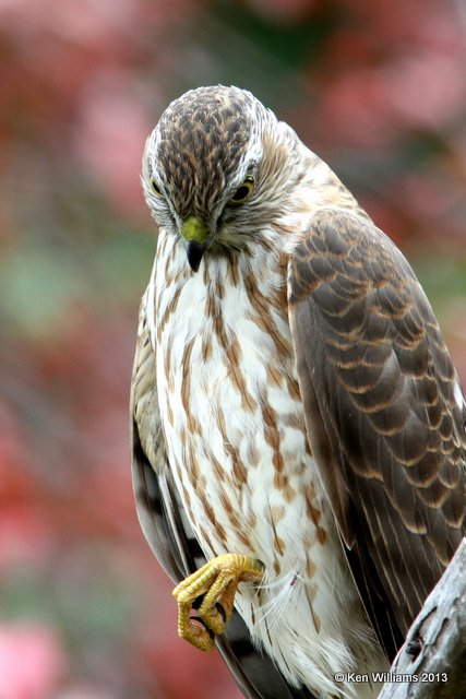 Cooper's Hawk juvenile, Rogers Co yard, OK, 10-29-13, Jp_39695.jpg