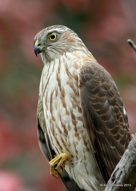 Cooper's Hawk juvenile, Rogers Co yard, OK, 10-29-13, Jp_39710.jpg