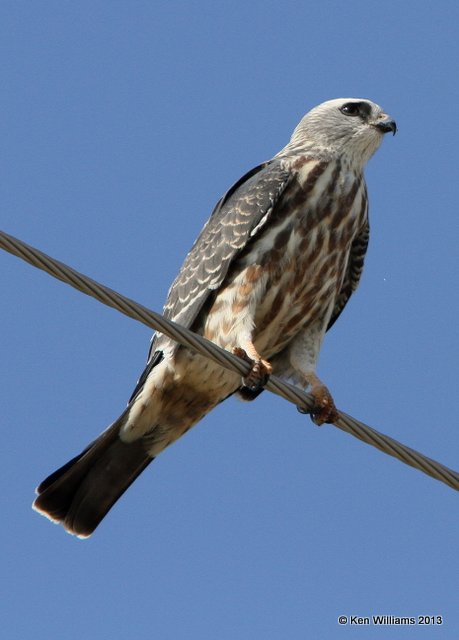 Mississippi Kite juvenile, S. of Hennessey, Kingfisher Co, OK, 9-4-13, Jp_0047.jpg