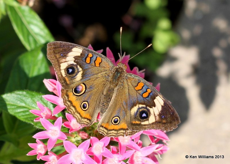 Common Buckeye, Muskogee Butterfly Garden, 8-16-13, Jp_018501.JPG