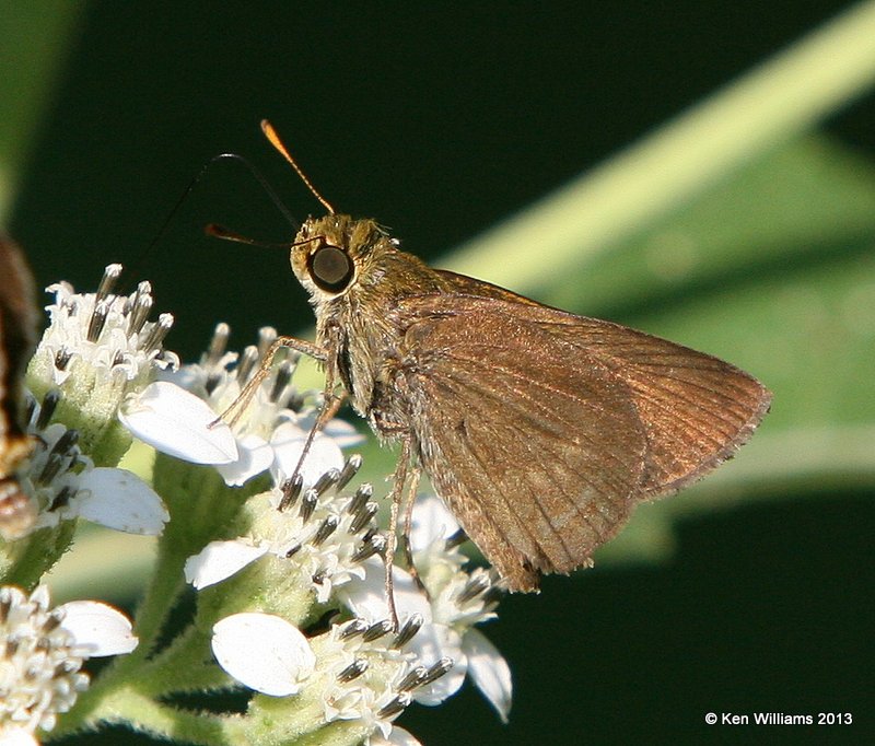 Dun Skipper, Nowata Co, OK, 9-11-13, Jp_7103.JPG