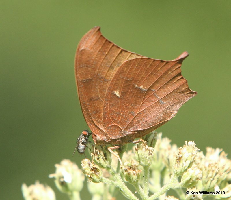 Goatweed Leafwing, Nowata Co, OK, 9-11-13, Jp_7105.JPG