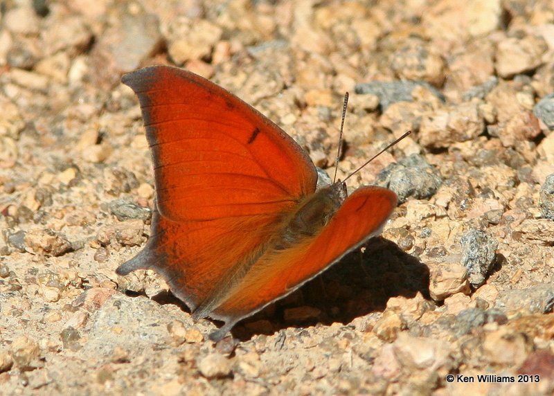 Goatweed Leafwing, Wichita Mountains NWR, Comanche Co, OK, 10-20-13, Jp_8125.JPG