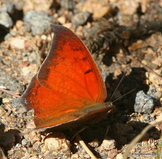 Goatweed Leafwing, Wichita Mountains NWR, Comanche Co, OK, 10-20-13, Jp_8159.JPG
