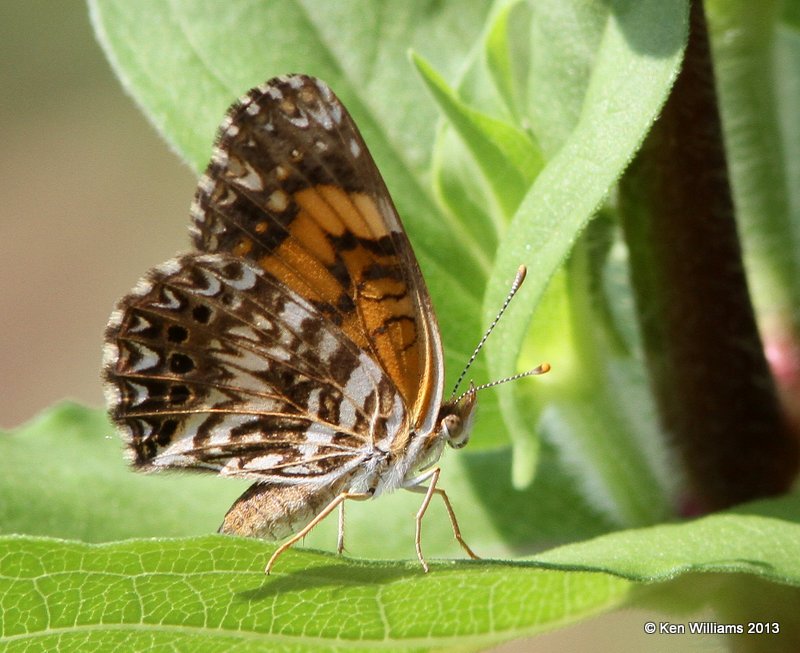 Gorgone Checkerspot, Springs Park, Enid, Garfield Co, OK, 9-4-13, Jp_0588.JPG