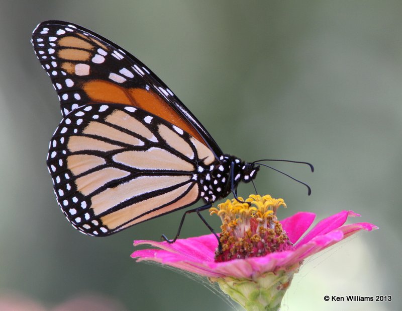 Monarch, Rogers Co, OK, 9-24-13, Jp_38745.JPG