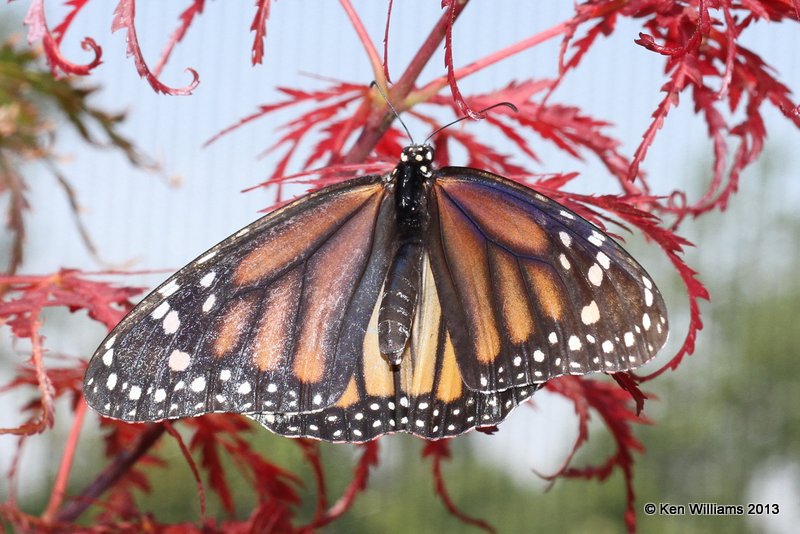 Monarch,Muskogee Butterfly Garden, 8-16-13, Jp_018483.JPG