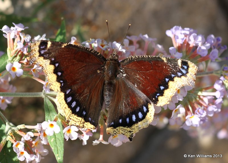 Mourning Cloak, Muskogee Butterfly Garden, 8-16-13, Jp_018462.JPG