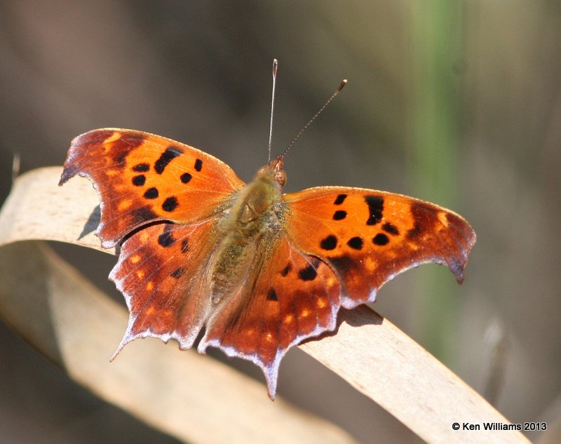 Question Mark, Oxley Nature Center, Tulsa, OK, 10-17-13, Jpa_8064.JPG