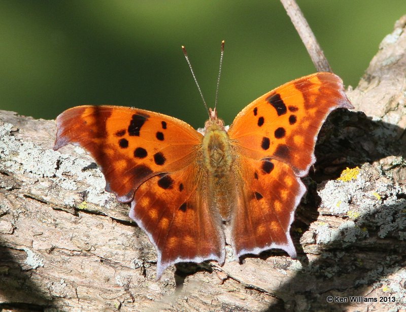Question Mark, Oxley Nature Center, Tulsa, OK, 9-25-13, Jp_38882.JPG