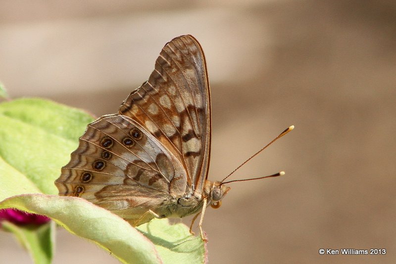 Tawny Emperor, Springs Park, Enid, Garfield Co, OK, 9-4-13, Jp_0557.JPG