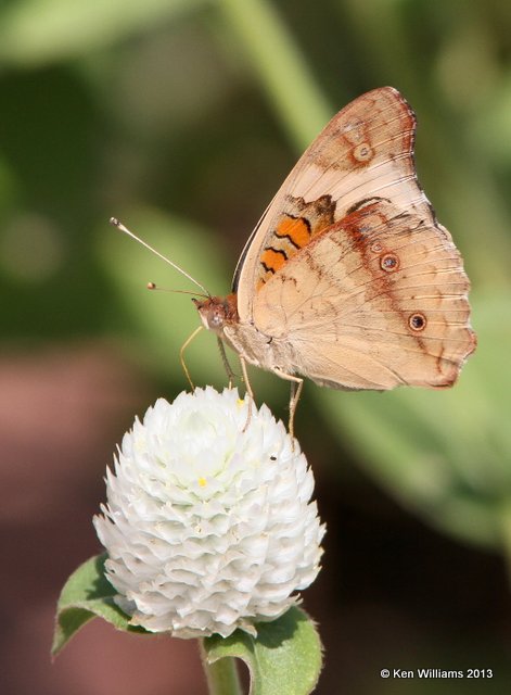 Common Buckeye, Springs Park, Enid, Garfield Co, OK, 9-4-13, Jp_0648.JPG