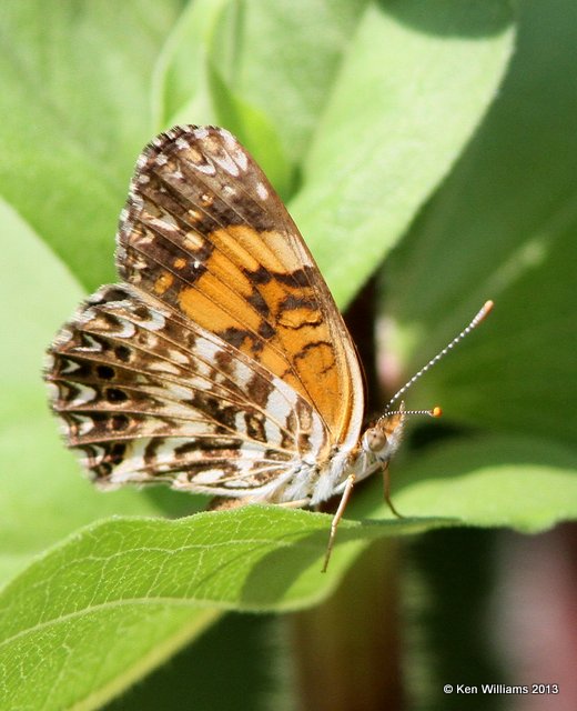 Gorgone Checkerspot, Springs Park, Enid, Garfield Co, OK, 9-4-13, Jp_0579.JPG