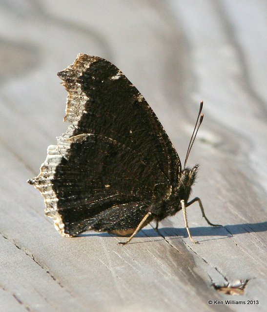 Mourning Cloak, Oxley Nature Center, Tulsa, OK, 10-17-13, Jpa_8066.JPG