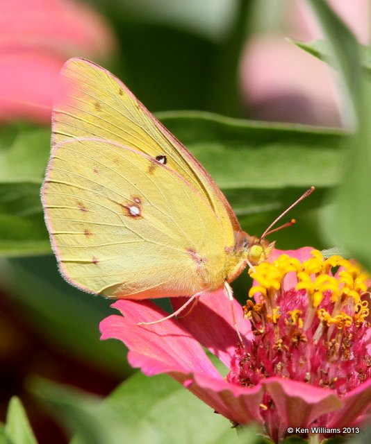 Orange Sulphur, Springs Park, Enid, Garfield Co, OK, 9-4-13, Jp_0611.JPG