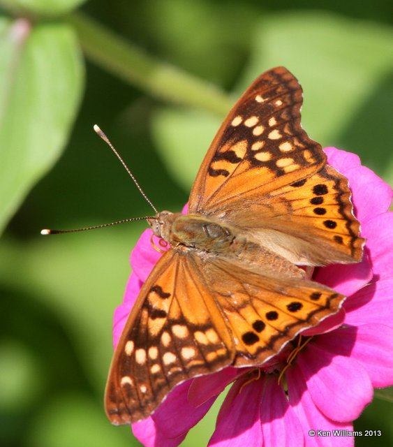 Tawny Emperor, Springs Park, Enid, Garfield Co, OK, 9-4-13, Jp_0589.JPG