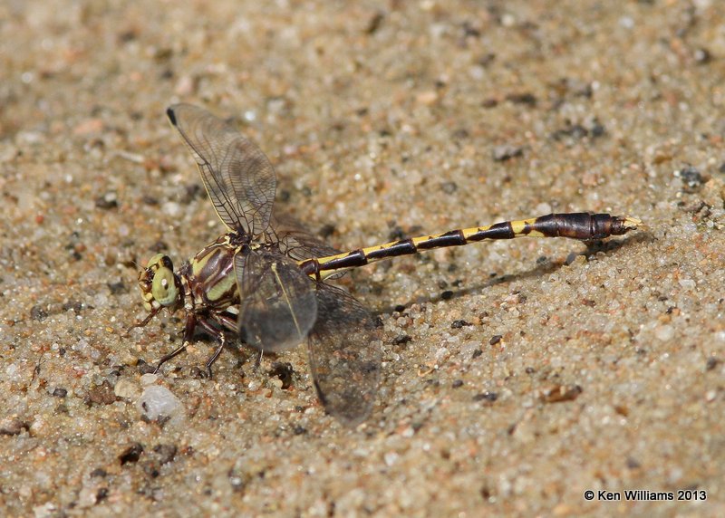 Common Sanddragon, Tulsa Co. OK, 8-29-13, Jp_019158.JPG
