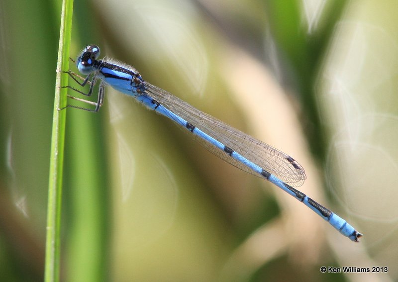Familiar Bluet, Springs Park, Enid, Garfield Co, OK, 9-4-13, Jp_0753.JPG
