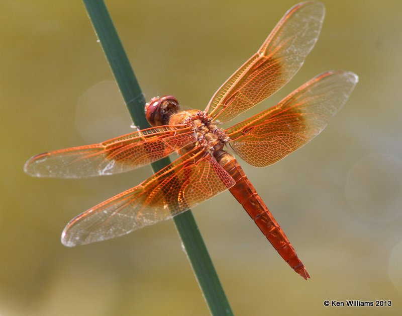 Flame Skimmer male, Springs Park, Enid, Garfield Co, OK, 9-4-13, Jp_0771.JPG