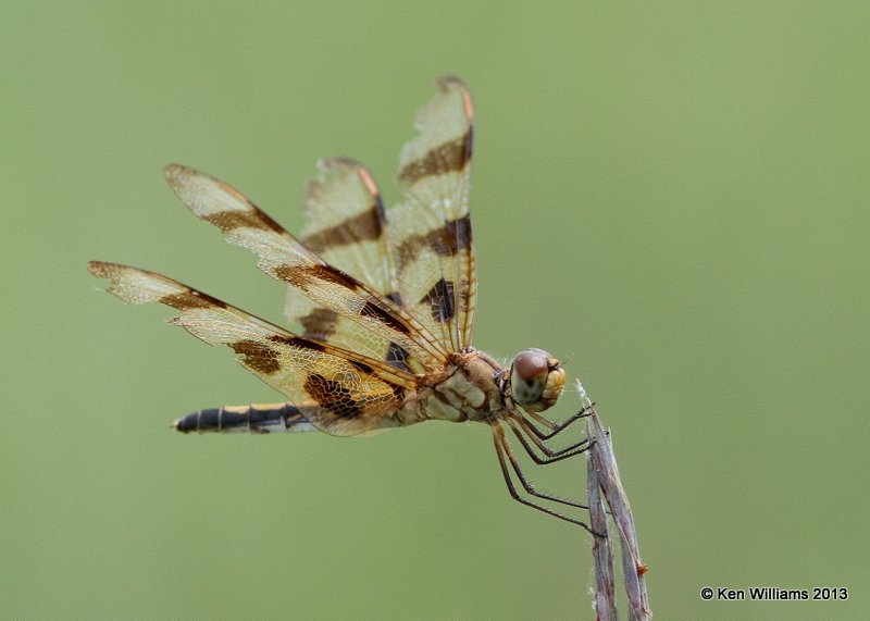 Halloween Pennant female, Sooner Lake, OK, 9-19-13, Jp_38576.JPG