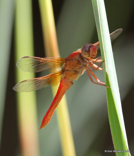 Neon Skimmer male, Tulsa Co. OK, 8-29-13, Jp_019499.JPG