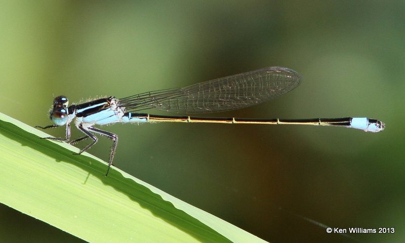 Rambur's Forktail female, Tulsa Co. OK, 8-29-13, Jp_019138.JPG