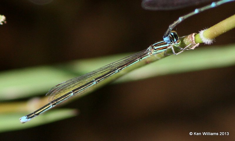 Stream Bluet female female, Tulsa Co. OK, 8-29-13, Jp_019215.JPG