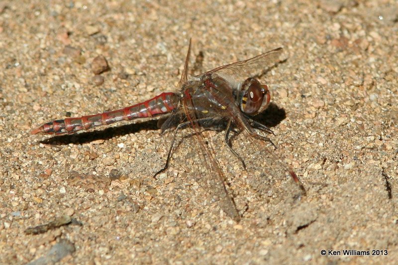 Variegated Meadowhawk male, Wichita Mountains NWR, Comanche Co, OK, 10-20-13, Jp_8119.JPG