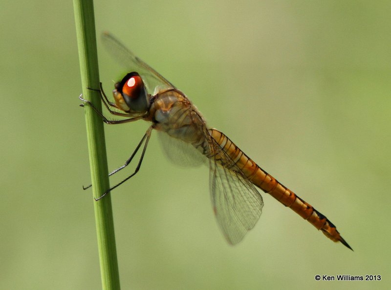 Wandering Glider, Nowata Co, OK, 8-19-13, Jpa_018658.JPG