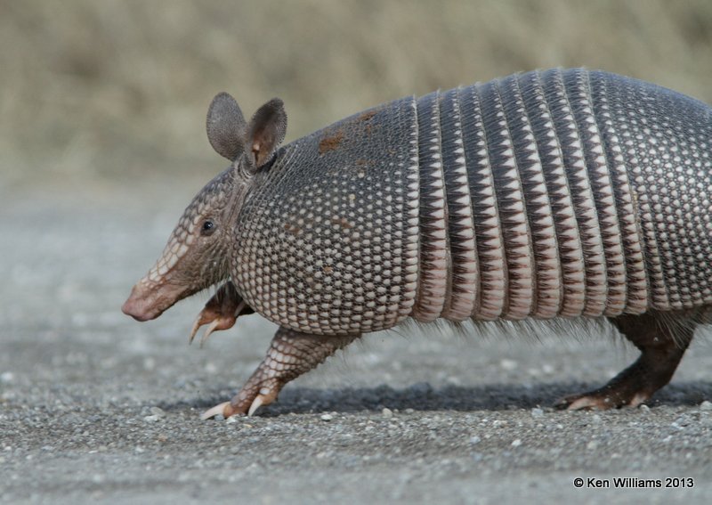 Nine-Banded Armadillo, Seuoyah NWR, OK, 11-15-13, Jpa_0080.JPG