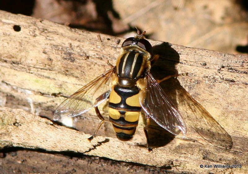 Hover Fly, Helophilus fasciatus, Oxley Nature Center, Tulsa, OK, 10-17-13, Jpa_8067.JPG