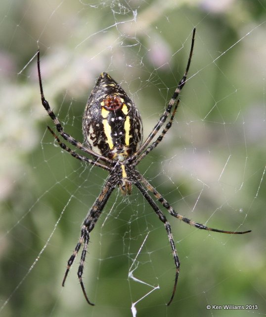 Banded Garden Spider, Argiope trifasciata, Rogers Co, OK, 9-24-13, Jp_38848.JPG