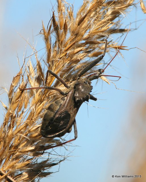 Wheel Bug, Oxley Nature Center, Tulsa, OK, 10-7-13, Jpa_7963.JPG