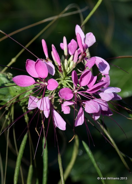 Cleome, Rogers Co yard, OK, 9-30-13, Jp_39451.JPG