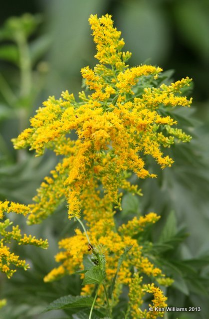 Goldenrod, Rogers Co, OK, 9-20-13, Jp_38641.JPG