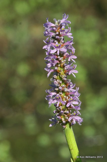 Pickerel Weed, Nowata Co, OK, 9-11-13, Jp_7060.JPG