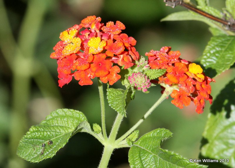 Lantana, Rogers Co yard, OK, 9-30-13, Jp_39490.JPG