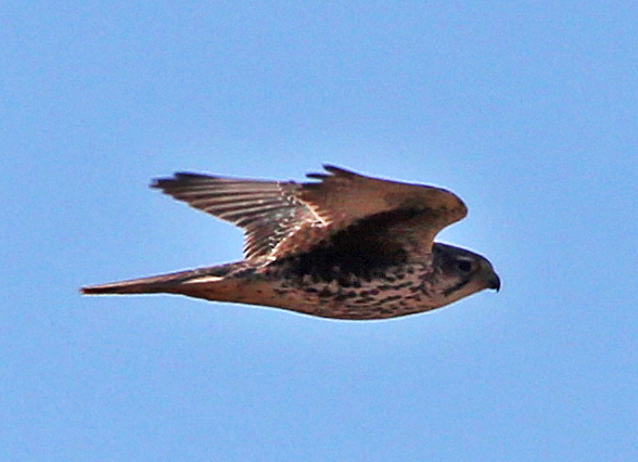 Prairie Falcon, Grant Co, OK, 12_17_2013_Ja_02001.jpg