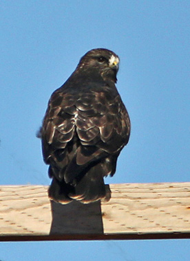 Rough-legged Hawk - dark morph, Grant Co, OK, 12_17_2013_Ja_01985.jpg