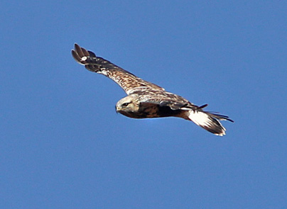 Rough-legged Hawk - light morph, Grant Co, OK, 12_17_2013_Ja_02085.jpg