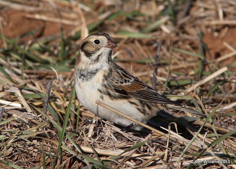 Chestnut-collared Longspur male non breeding plumage, Grant Co, OK, 12_17_2013_Jp_01888.JPG