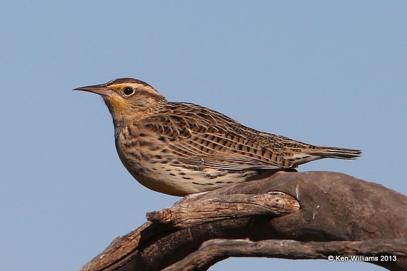 Western Meadowlark nonbreeding plumage, Grant Co, OK, 12_17_2013_Jp_02013.JPG