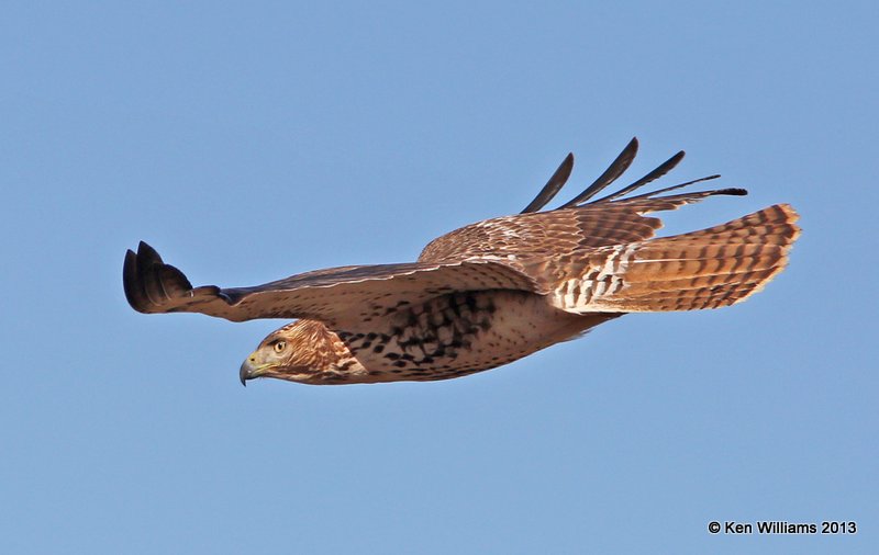 Red-tailed Hawk - Western, Grant Co, OK, 12_17_2013_Ja_02168.JPG